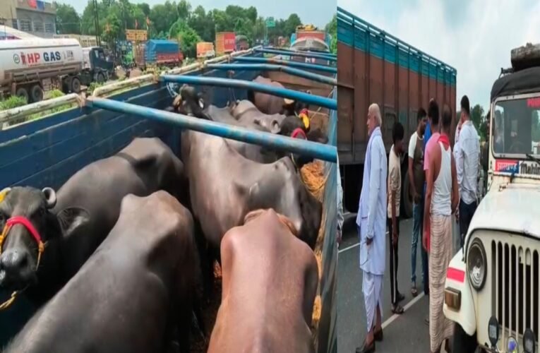 Dhanbad: Police intercept five vehicles loaded with cattle.