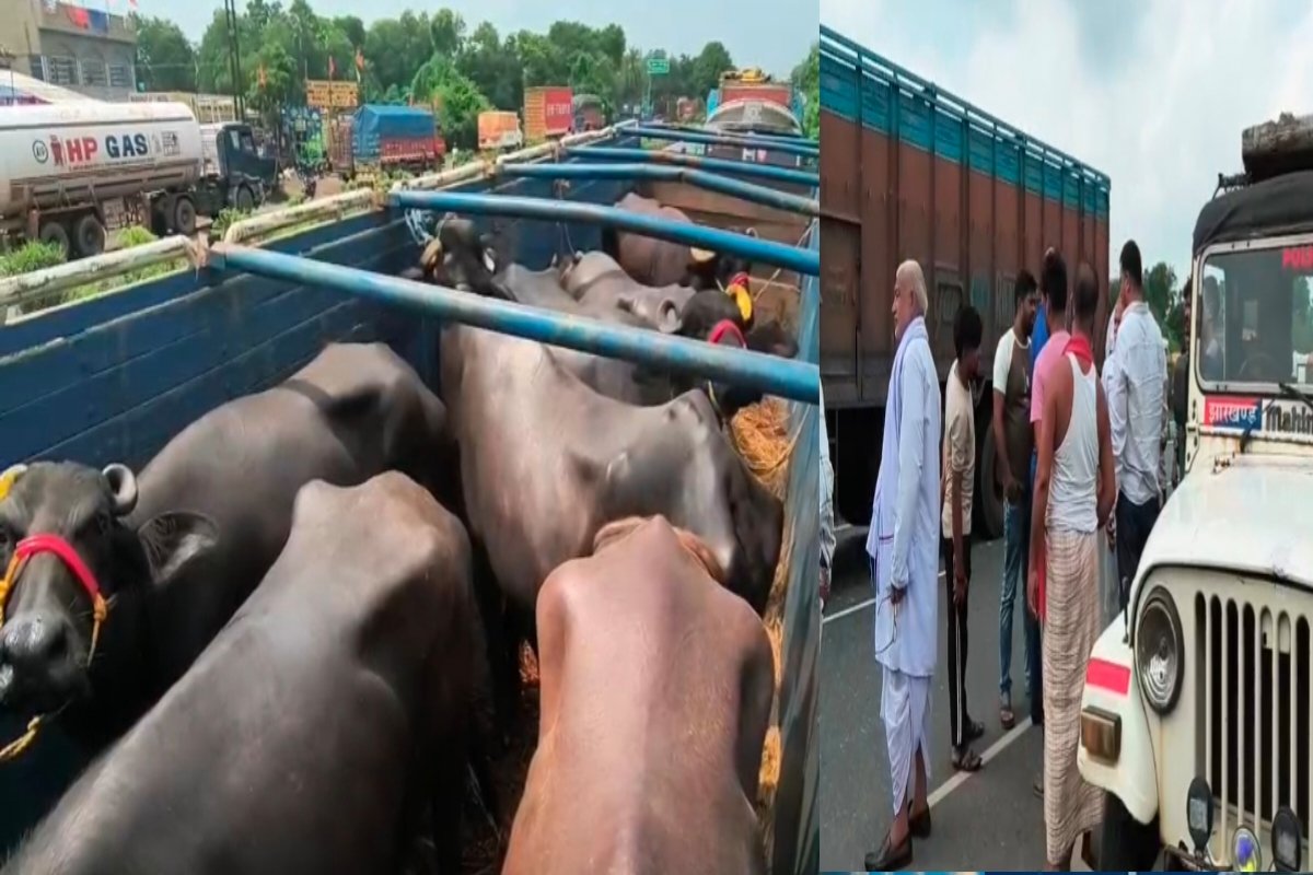 Dhanbad: Police intercept five vehicles loaded with cattle.