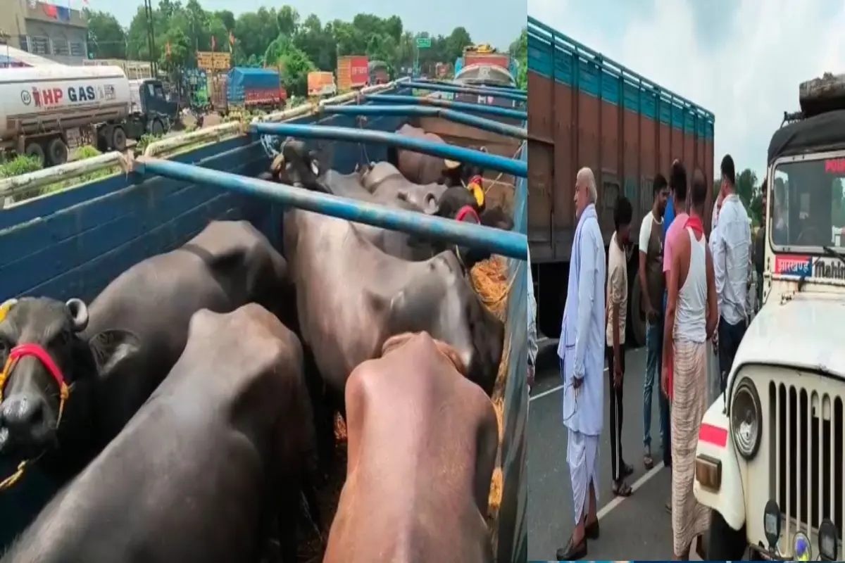 Dhanbad: Police intercept five vehicles loaded with cattle.