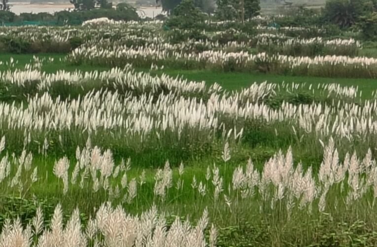 खेत-खलिहानों में लहराने लगे कांस के फूल, शरद ऋतु के आगमन का संदेश