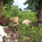 13 livestock killed by lightning strike; two livestock-rearing families suffer heavy losses.