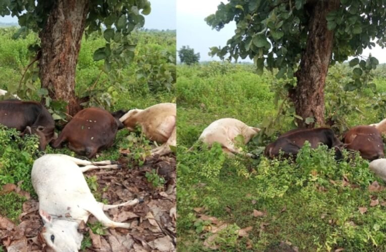 वज्रपात से 13 पशुओं की मौत, दो पशुपालक परिवारों को भारी नुकसान