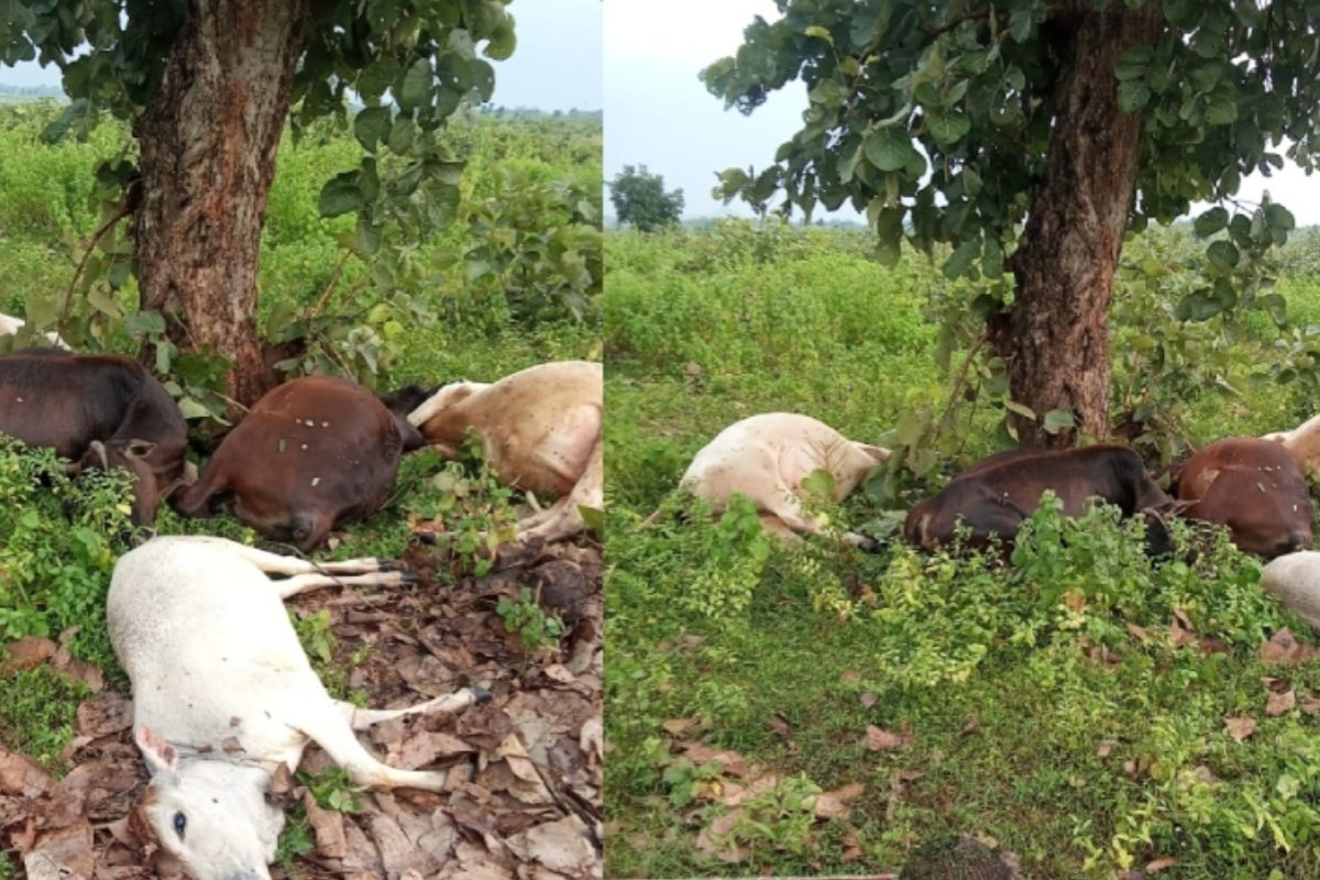 13 livestock killed by lightning strike; two livestock-rearing families suffer heavy losses.