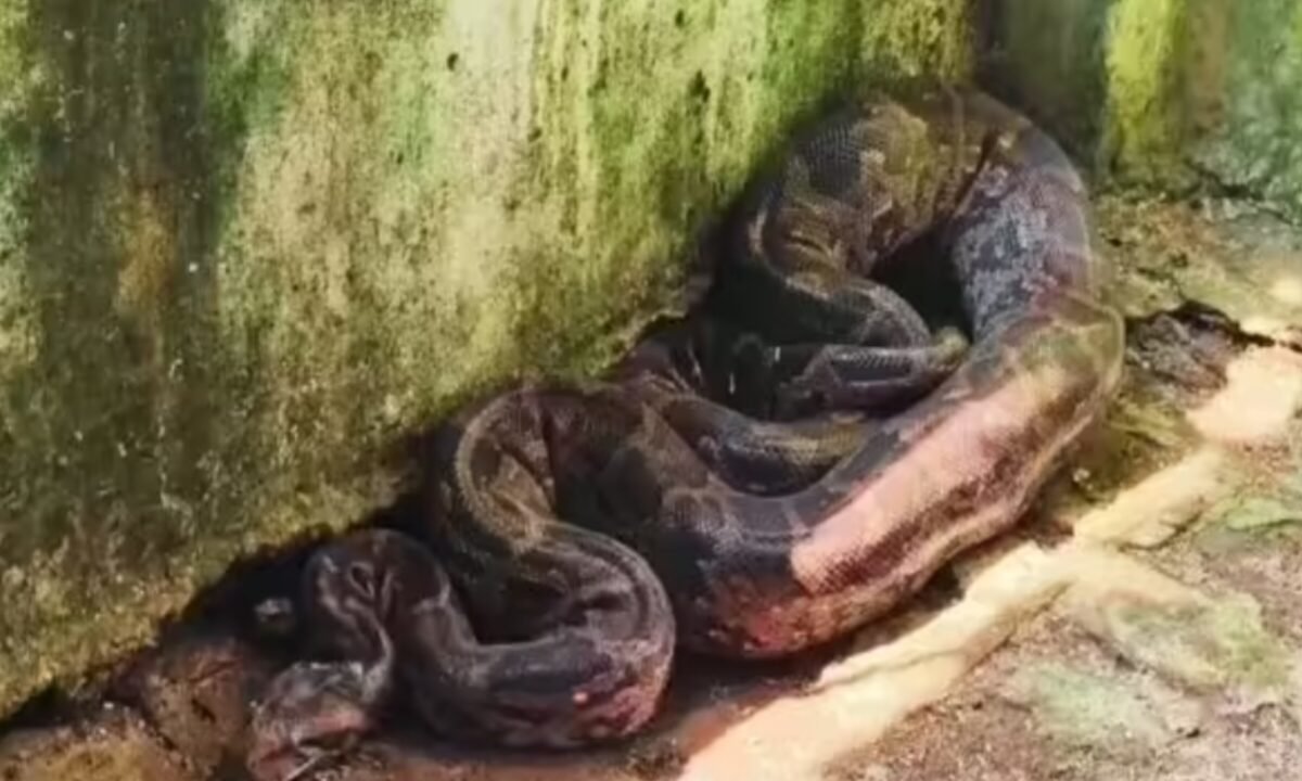 ranchi-giant-python-flies-poultry-farm