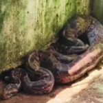 ranchi-giant-python-flies-poultry-farm