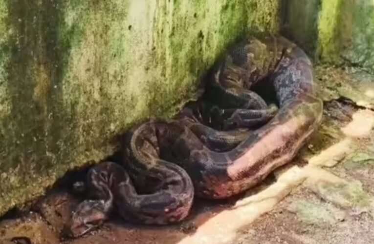 ranchi-giant-python-flies-poultry-farm