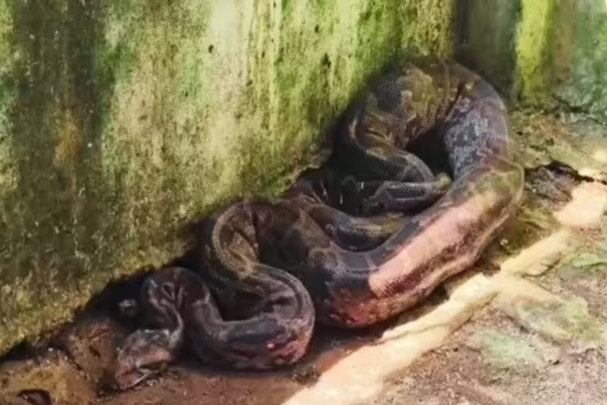 ranchi-giant-python-flies-poultry-farm