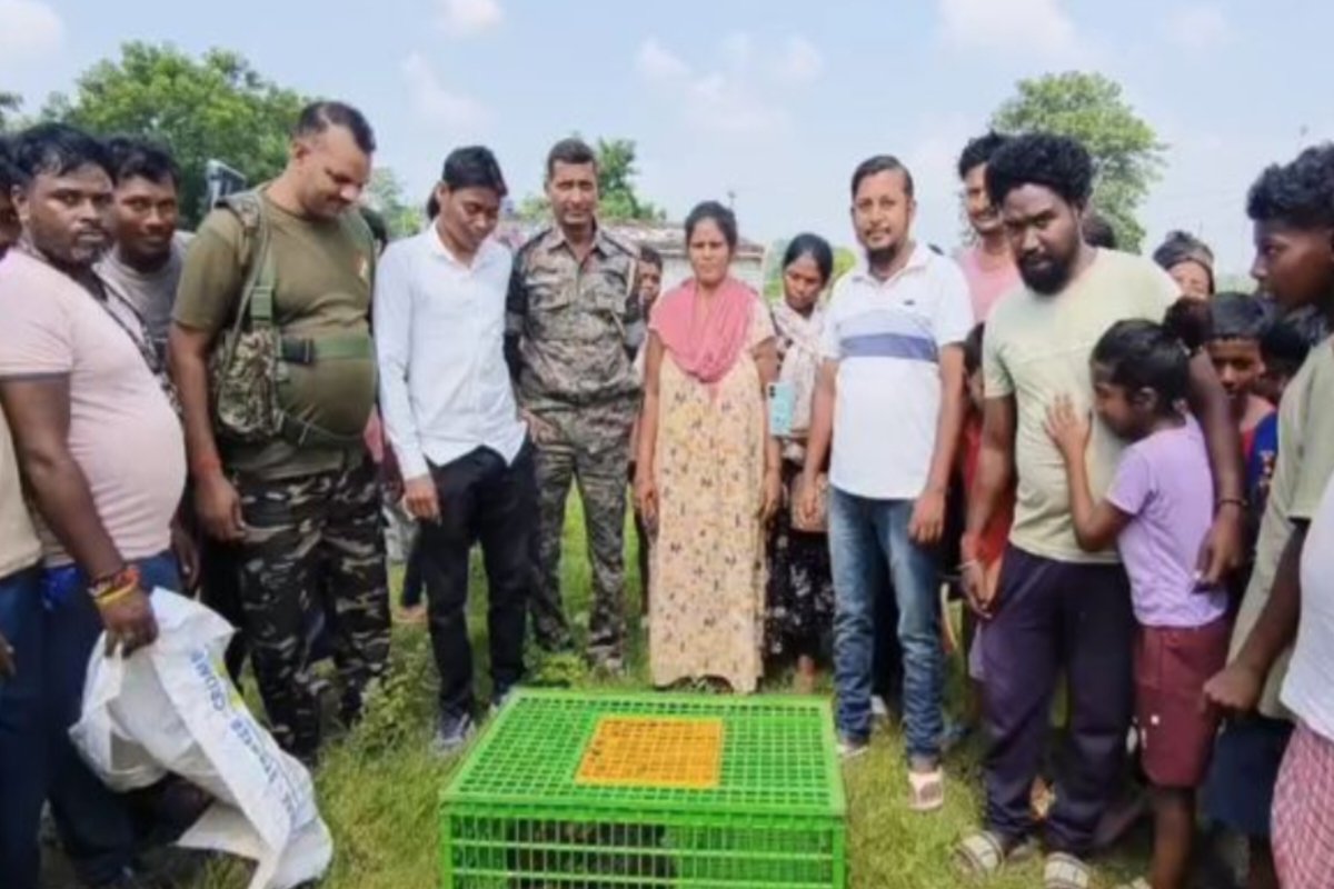 ranchi-giant-python-flies-poultry-farm