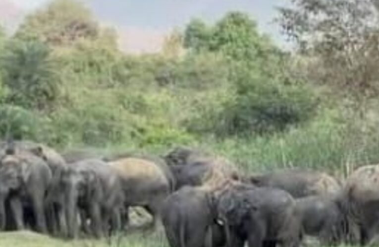terrified-herd-20-25-elephants-jokbahar
