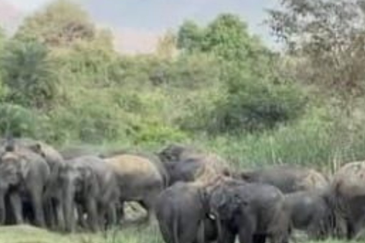 terrified-herd-20-25-elephants-jokbahar