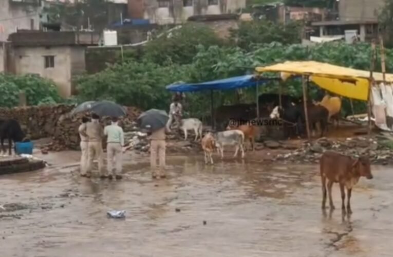 big-action-police-cow-related-case