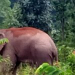 wild-elephants-reach-nh-143-zoram