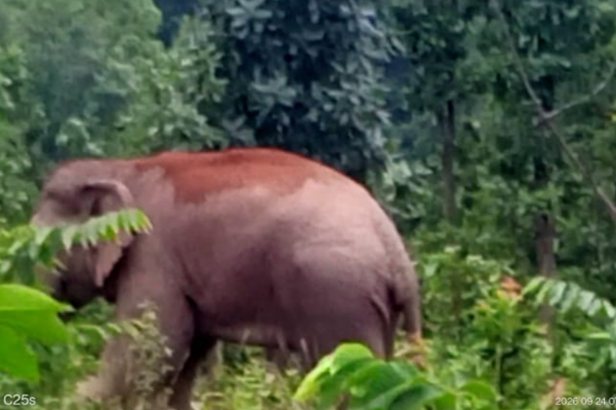 wild-elephants-reach-nh-143-zoram