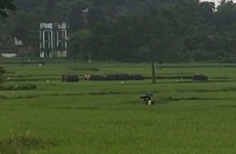 nine-wild-elephants-uprooted-tamar-paddy