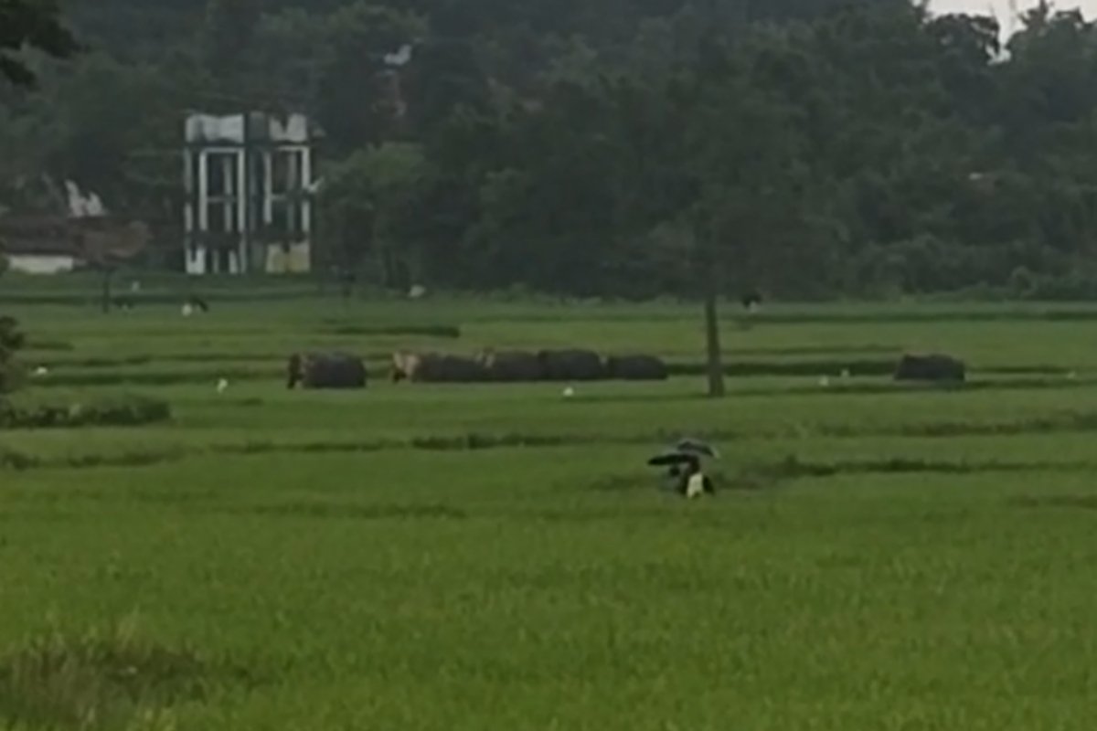 nine-wild-elephants-uprooted-tamar-paddy