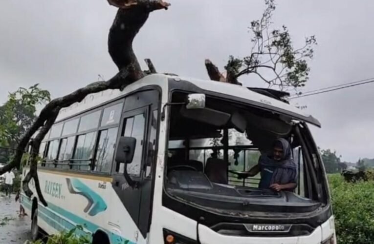 huge-tree-falls-moving-bus-major