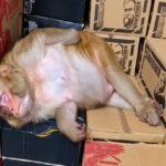 bandaria-entered-liquor-store-drank-liquor