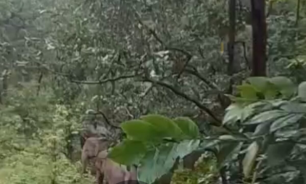 16-elephant-tent-zapakkona-karipani-panic