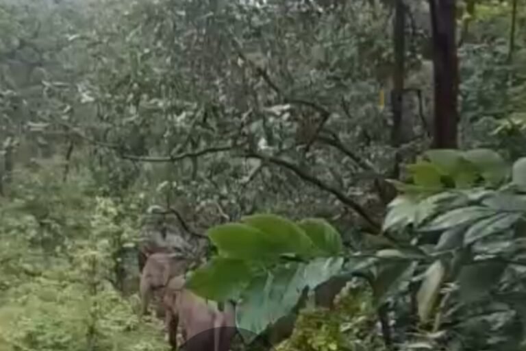 जपकाकोना कारीपानी में 16 हाथियों का डेरा, ग्रामीणों में दहशत, वन विभाग से निगरानी और सुरक्षित तरीके से खदेड़ने की मांग