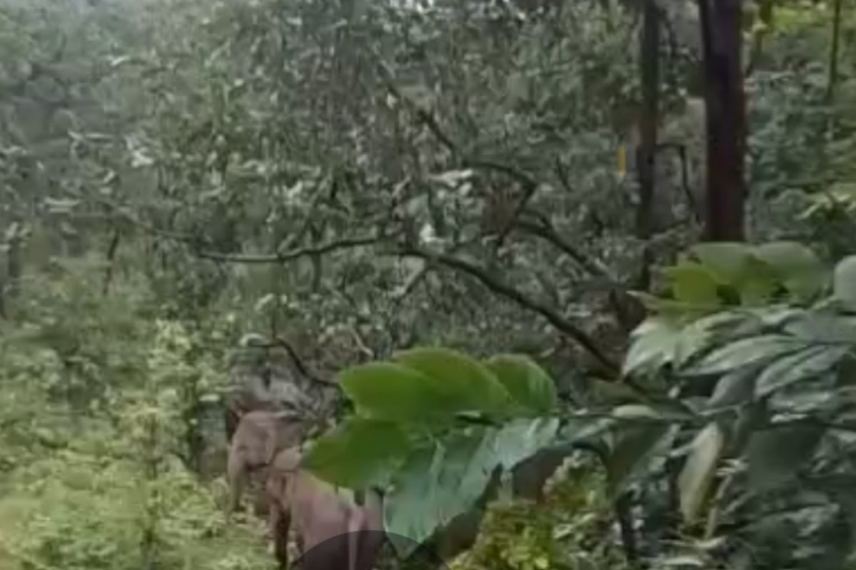 16-elephant-tent-zapakkona-karipani-panic