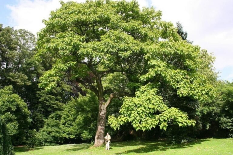 विश्व हृदय दिवस: अर्जुन की छाल में छिपा दिल का सहारा, सिमडेगा में भरपूर उपलब्धता