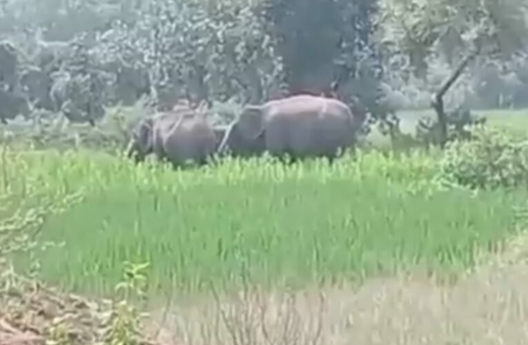 टुंडी में जंगली हाथियों ने सहायक शिक्षक को कुचला, मौत