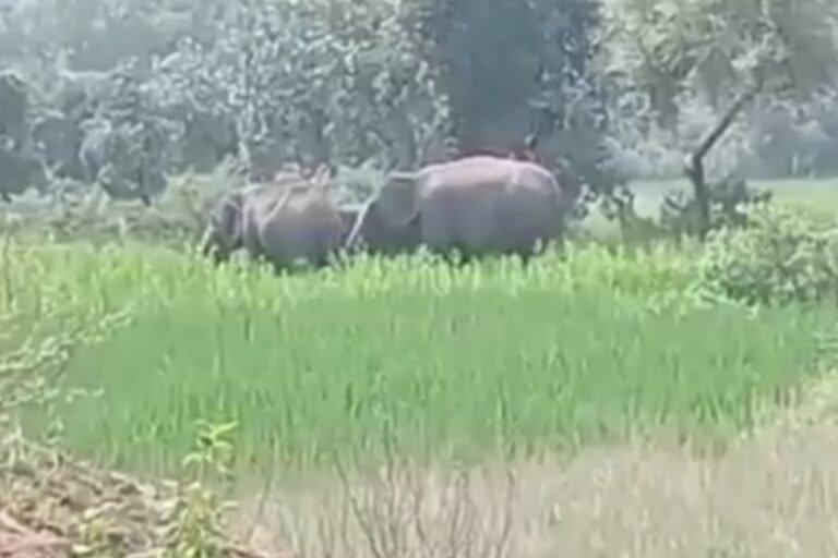 टुंडी में जंगली हाथियों ने सहायक शिक्षक को कुचला, मौत