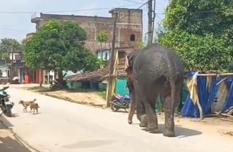 wild-elephant-enters-bolba-market-stampede