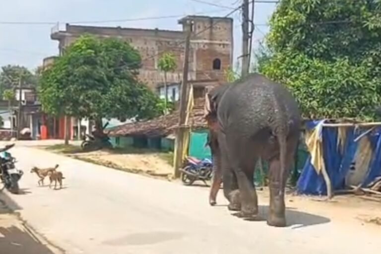 बोलबा बाजार में घुसा जंगली हाथी, मची भगदड़; लोगों में दहशत