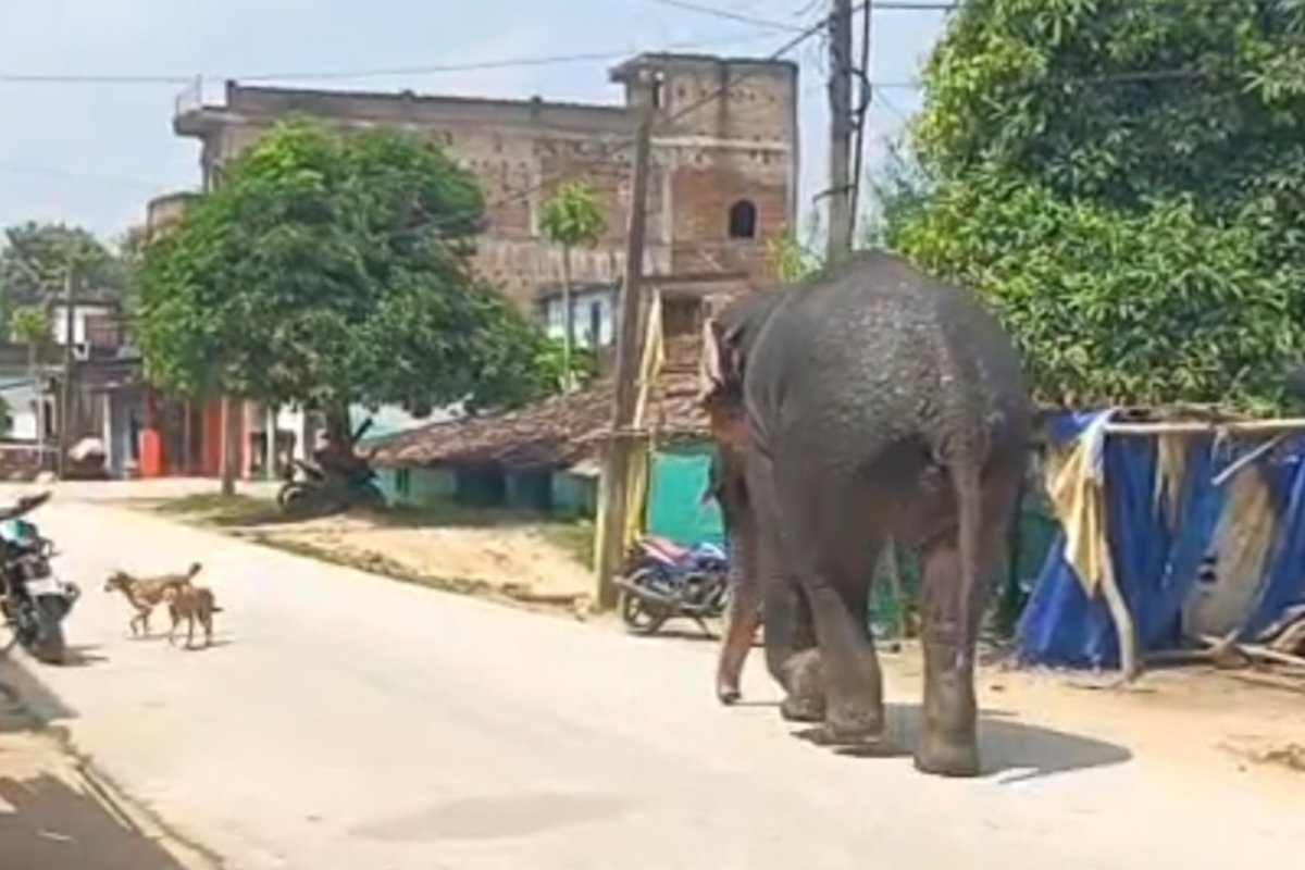 wild-elephant-enters-bolba-market-stampede
