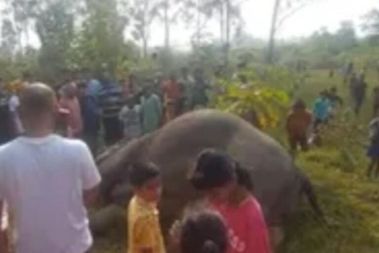ढीपासाई अरण्य में मृत मिली हथिनी, एक साल में सात हाथियों की मौत से बढ़ी चिंता