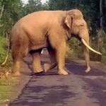 villages-risk-if-forests-collapse-elephant