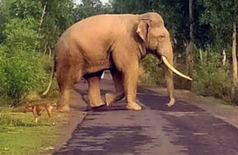 villages-risk-if-forests-collapse-elephant