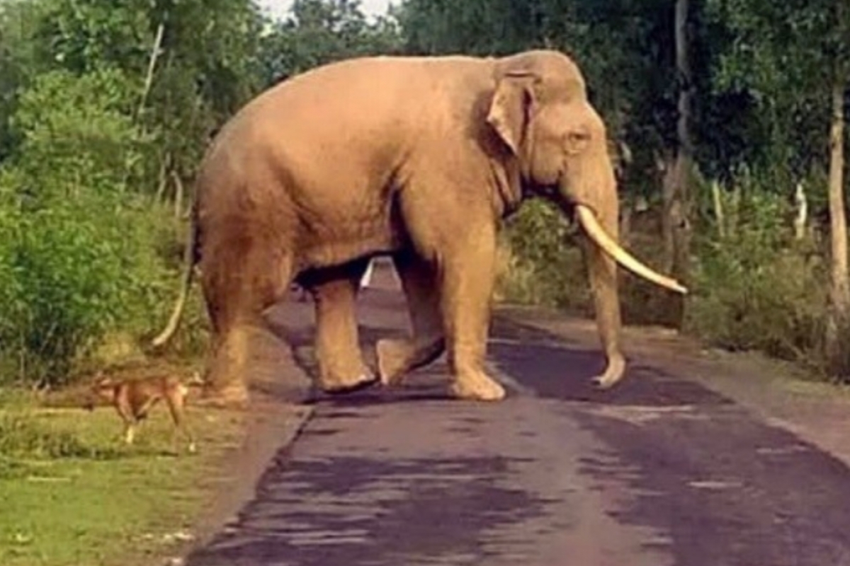 villages-risk-if-forests-collapse-elephant