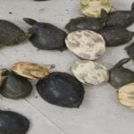 49-live-turtles-recovered-doon-express