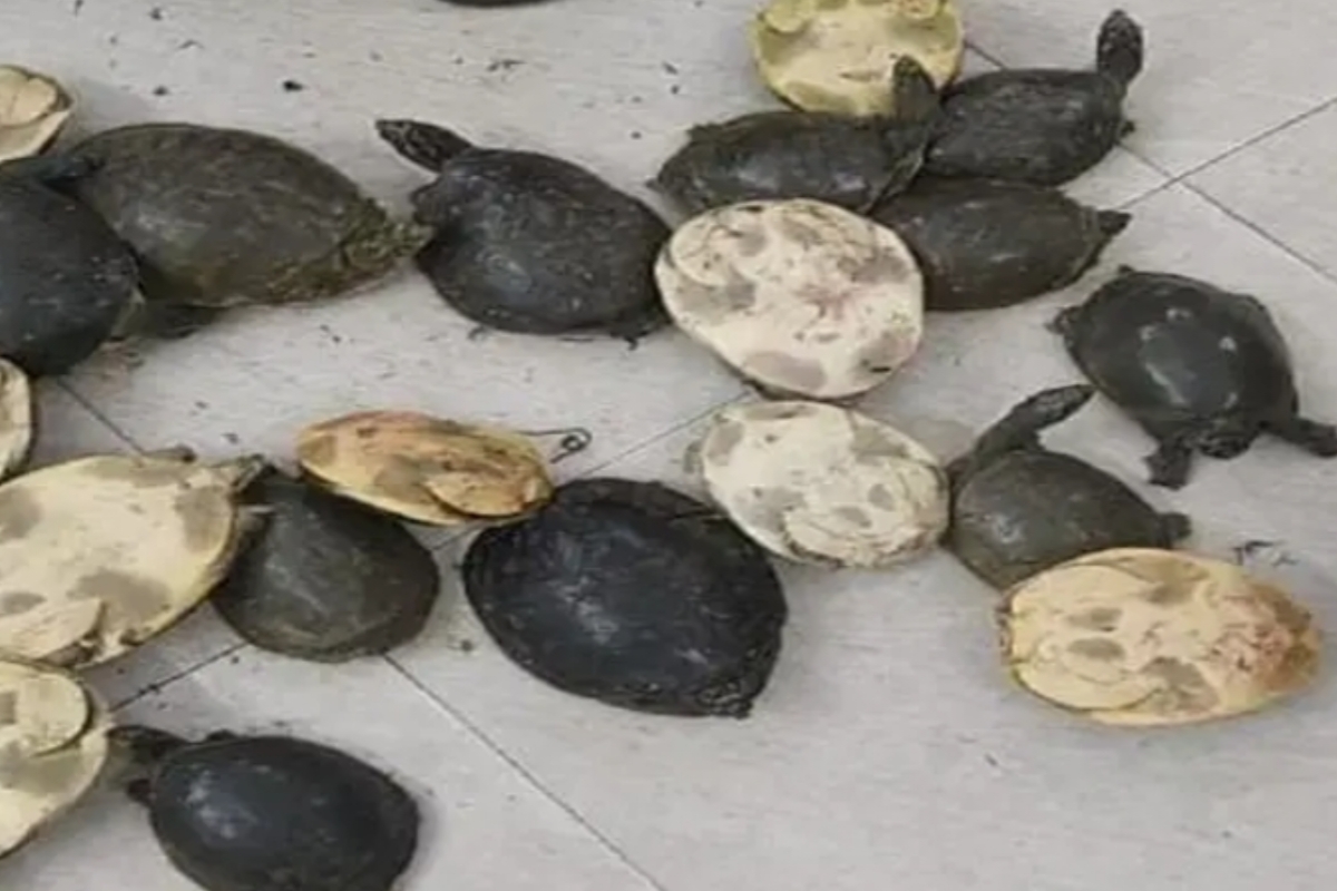 49-live-turtles-recovered-doon-express