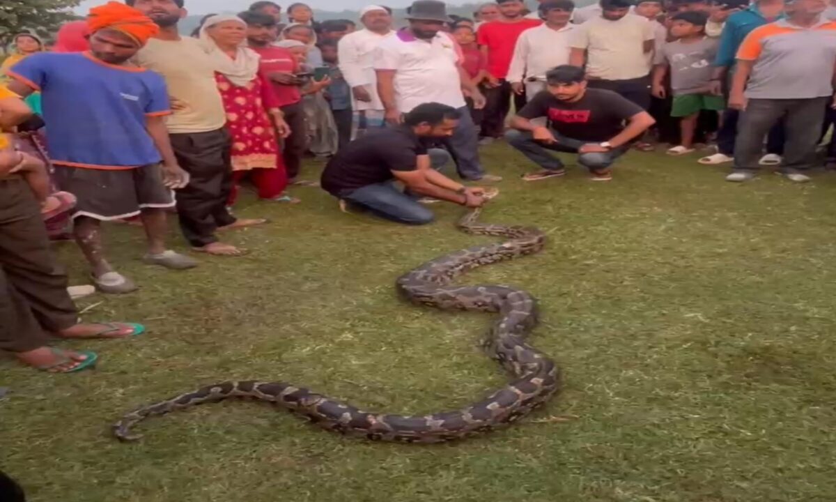 hazaribagh-python-escapes-jungle-swallowing-30