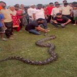 hazaribagh-python-escapes-jungle-swallowing-30