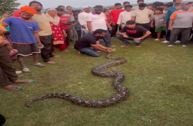 hazaribagh-python-escapes-jungle-swallowing-30