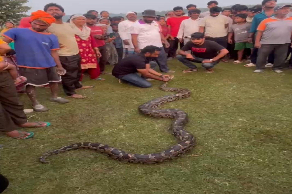 hazaribagh-python-escapes-jungle-swallowing-30