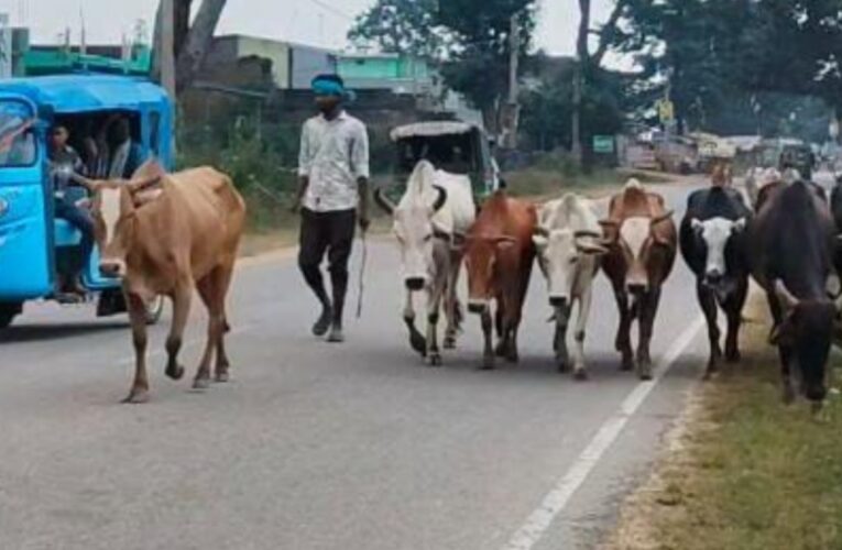 cattle-being-transported-lohardaga-foot-gumla