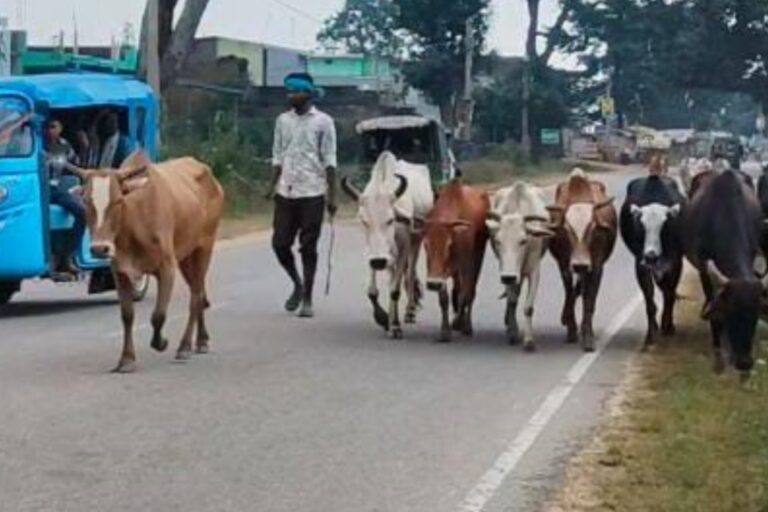 गुमला में पैदल रास्ते से लोहरदगा ले जाए जा रहे मवेशी, तस्करी का आरोप