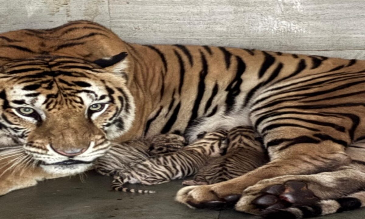 three-tiger-cubs-born-tata-steel