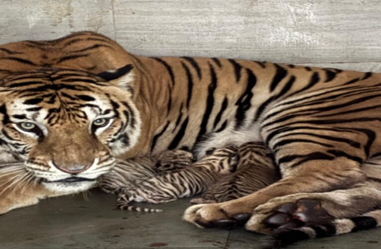 three-tiger-cubs-born-tata-steel