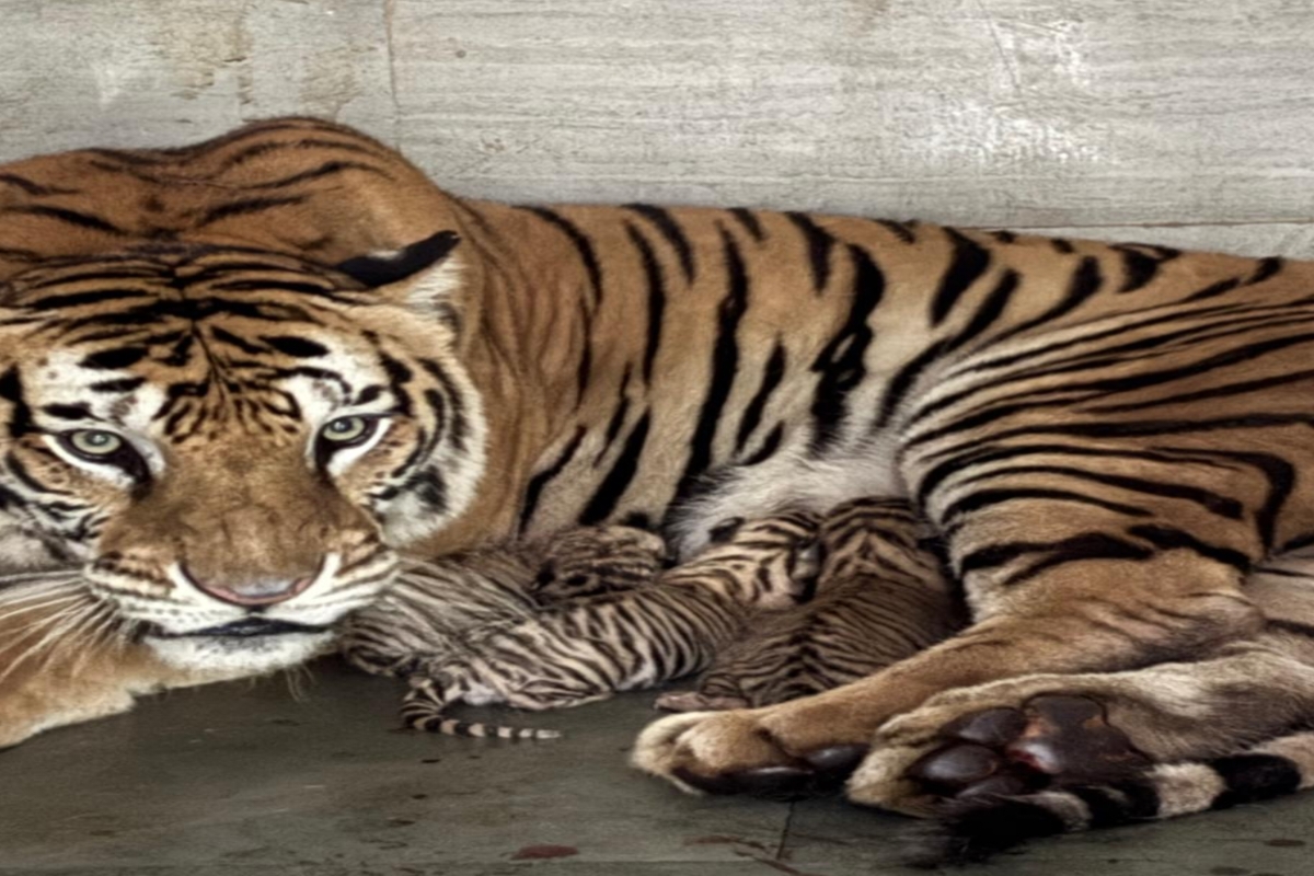 three-tiger-cubs-born-tata-steel