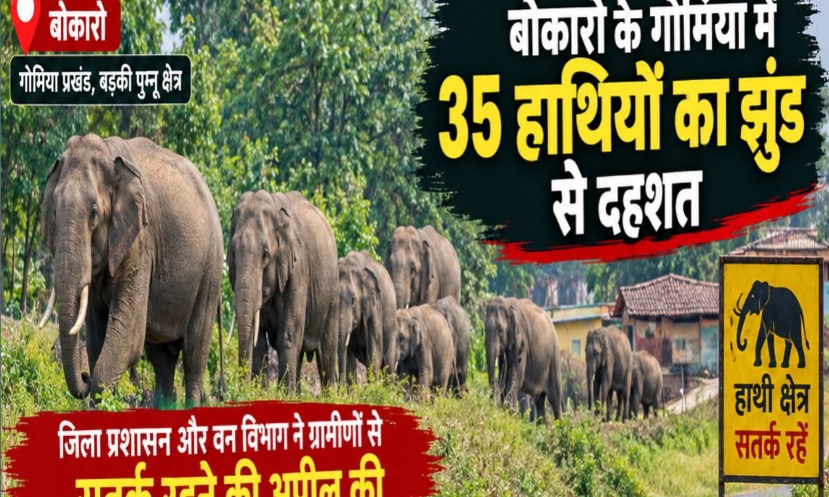 35-elephant-herd-panicked-bokaros-gomia