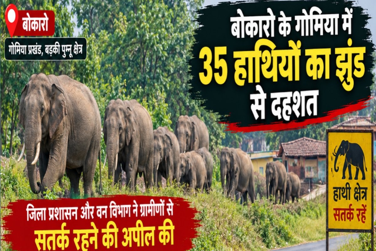 35-elephant-herd-panicked-bokaros-gomia